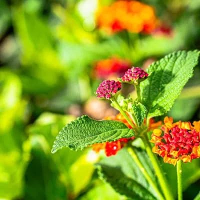Verulam Garden Care - demo