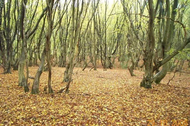 Bricket Wood: Ancient Woodland with a Secret Coven