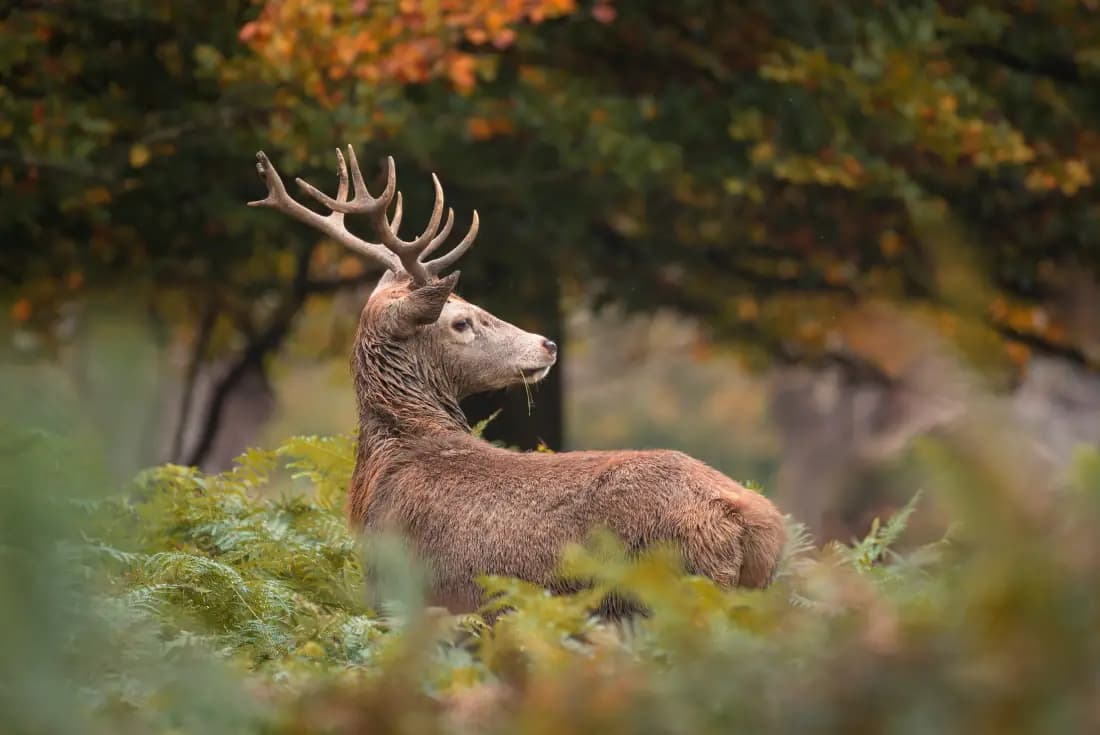 Richmond: A Vanished Tudor Palace and 2,000 Deer That Never Left