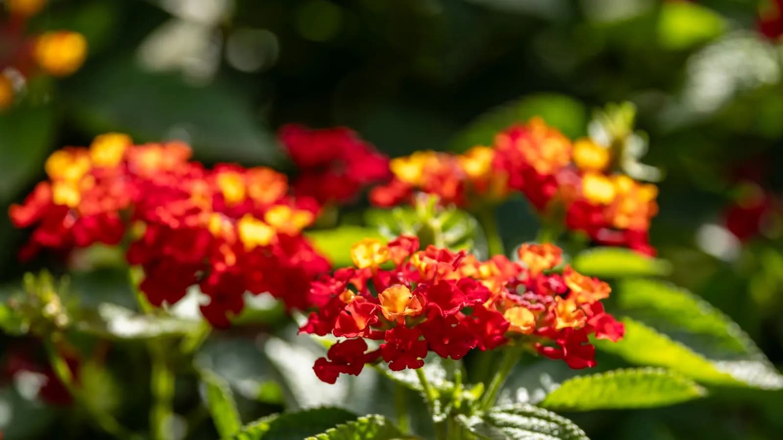 Verulam Garden Care - demo