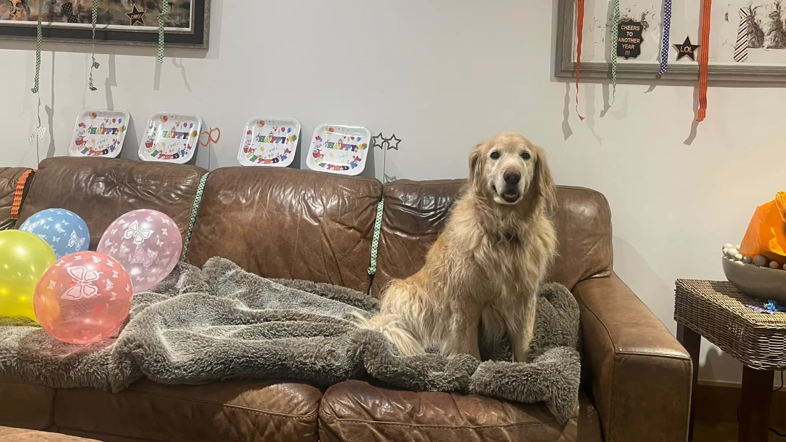 Harpenden Pet Sitting & Boarding