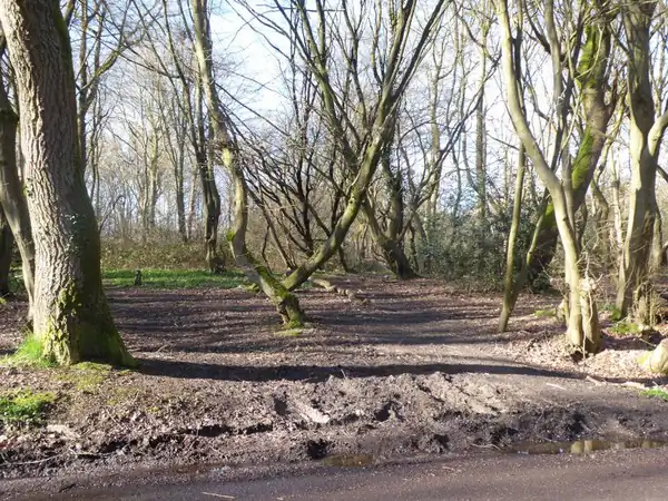 Bricket Wood Common