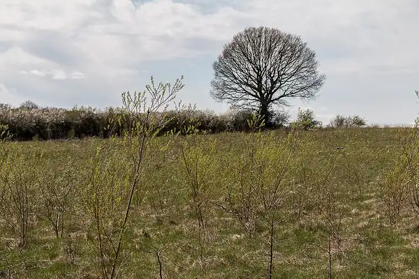 Heartwood Forest