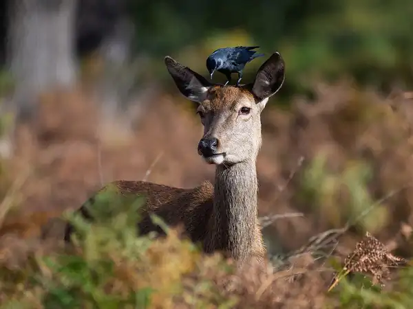 Richmond Park
